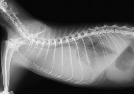 2歳齢で縦隔型リンパ腫を発症した猫（猫白血病ウイルス 陽性）の胸部X線側面像