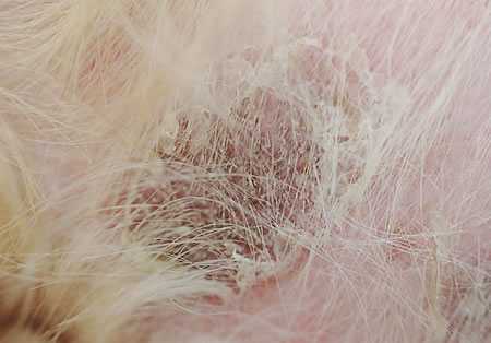 円形の脱毛・色素沈着とその周囲に痂皮の形成を伴う表皮小環