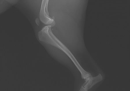脛骨の前方変位が認められた後肢の単純X線側面像