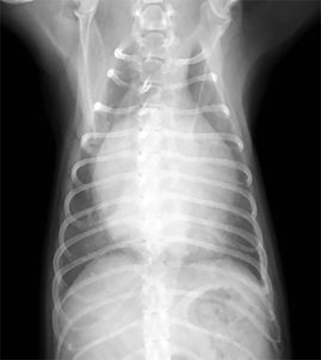 犬の僧帽弁閉鎖不全症の胸部X線写真